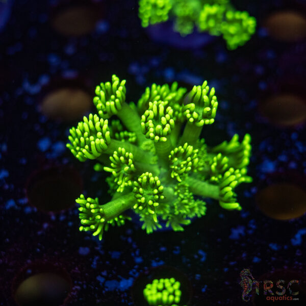 TR Hyper Green Alveopora G08