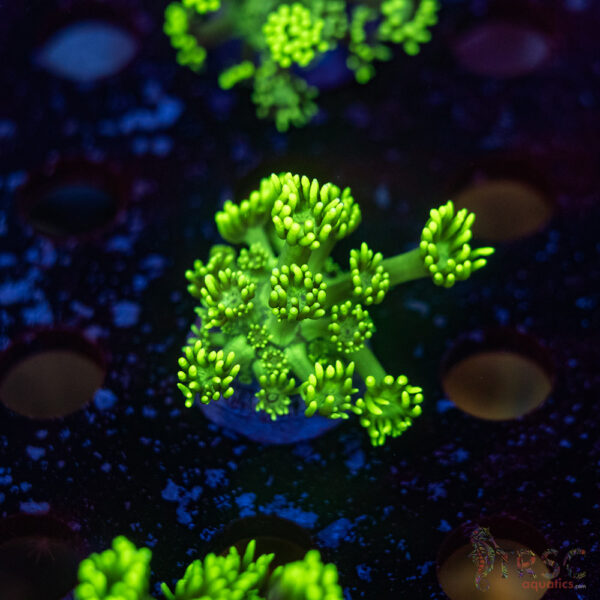 TR Hyper Green Alveopora G09