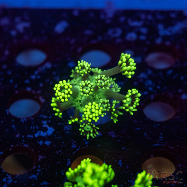 TR Hyper Green Alveopora G10