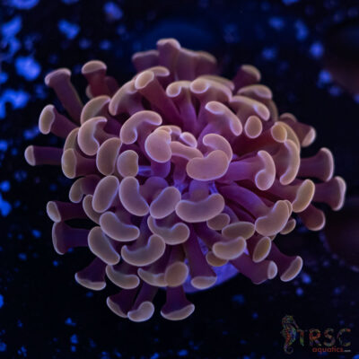 Rose Gold Paarancora Hammer E01