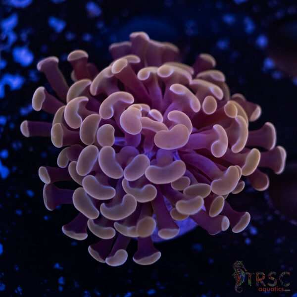 Rose Gold Paarancora Hammer E01