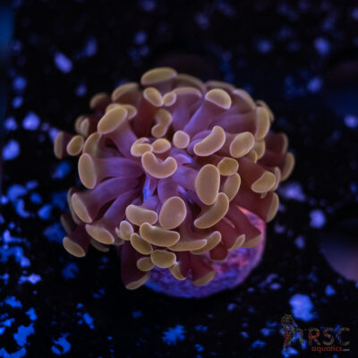 Rose Gold Paarancora Hammer E02