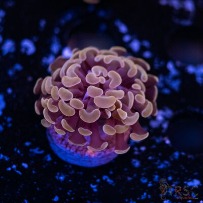 Rose Gold Paarancora Hammer E03