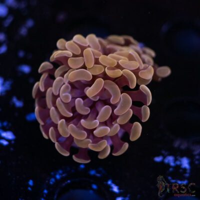 Rose Gold Paarancora Hammer E04