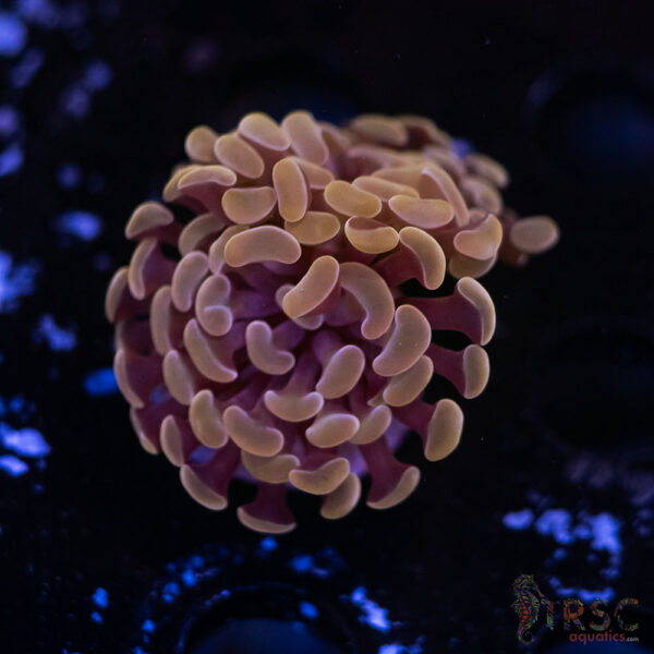 Rose Gold Paarancora Hammer E04