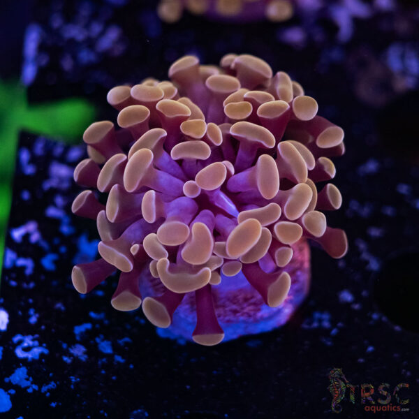 Rose Gold Paarancora Hammer E05