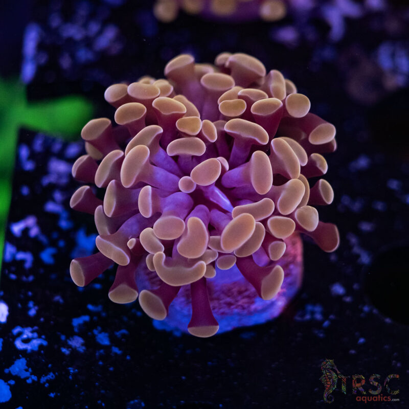 TRSC Aquatics