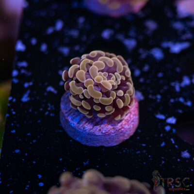 Rose Gold Paarancora Hammer E09