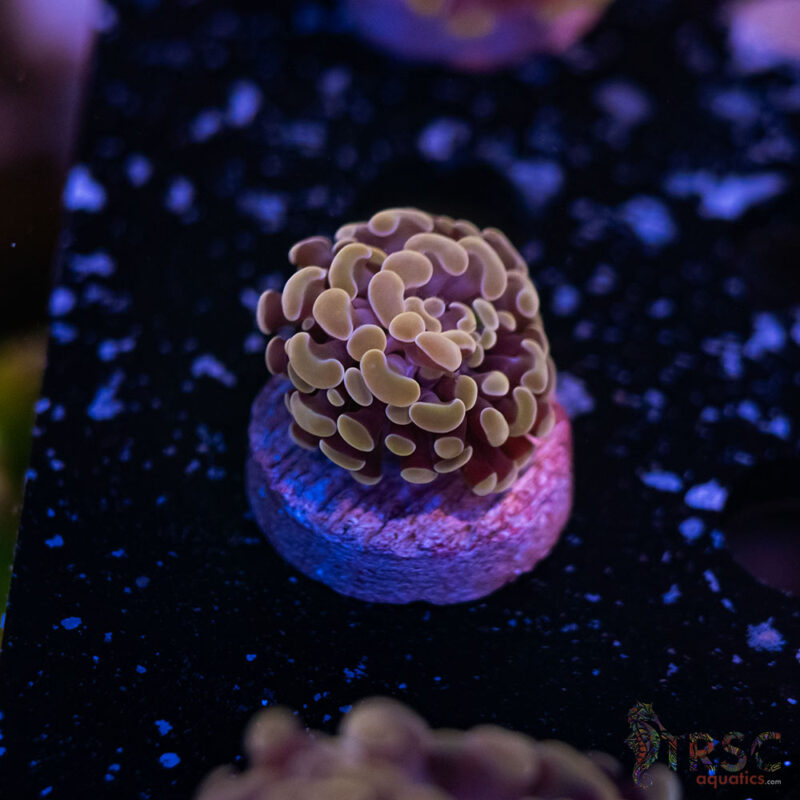 TRSC Aquatics