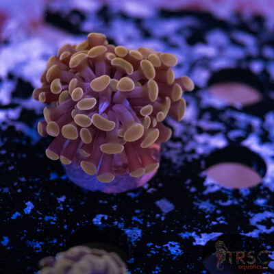 Rose Gold Paarancora Hammer E10