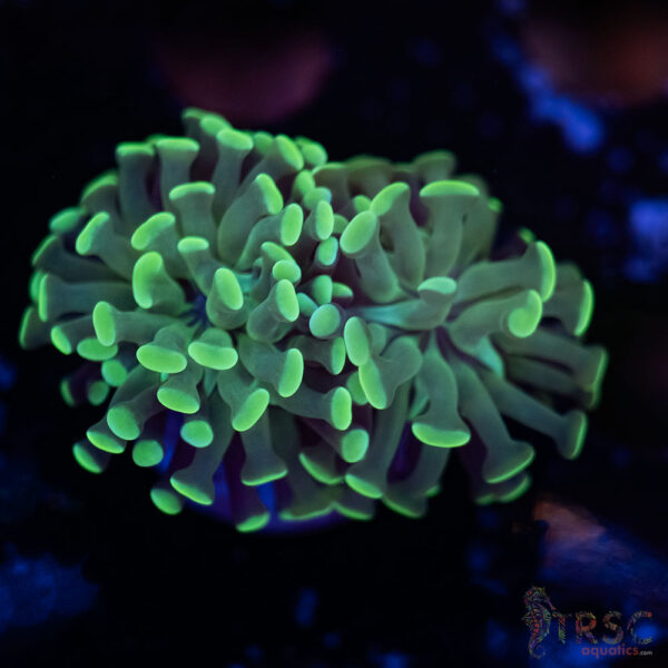 Teal Paarancora Hammer F01