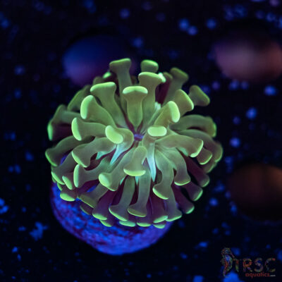 Teal Paarancora Hammer F02