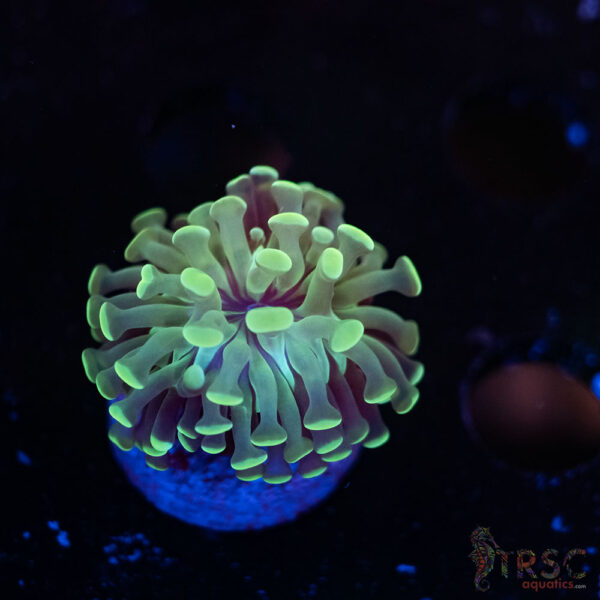 Teal Paarancora Hammer F04