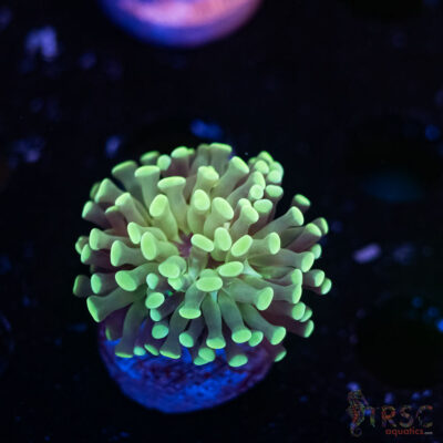 Teal Paarancora Hammer F05