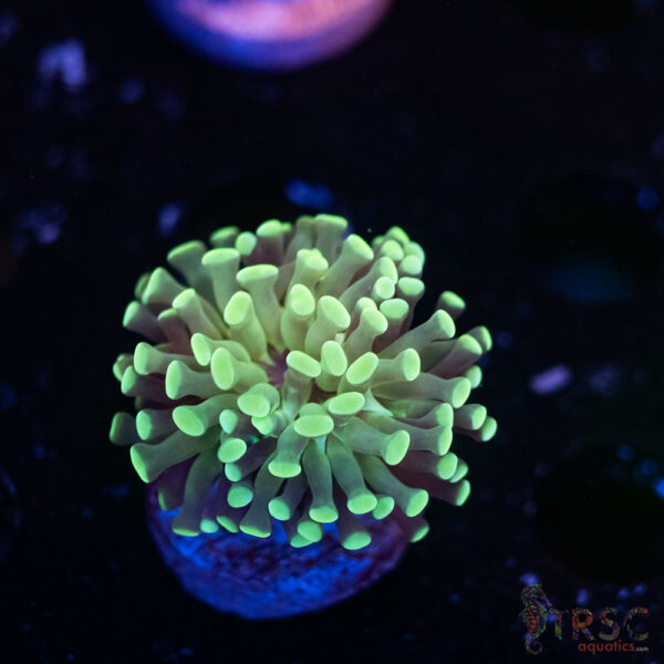 Teal Paarancora Hammer F05