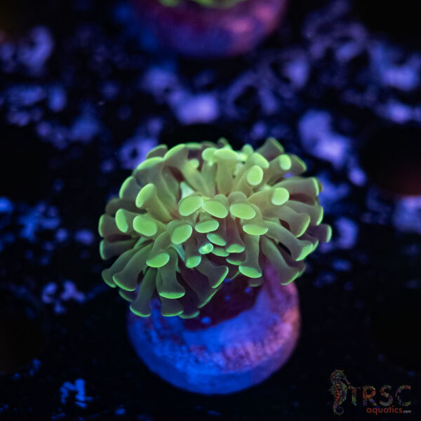 Teal Paarancora Hammer F06