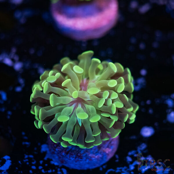 Teal Paarancora Hammer F07