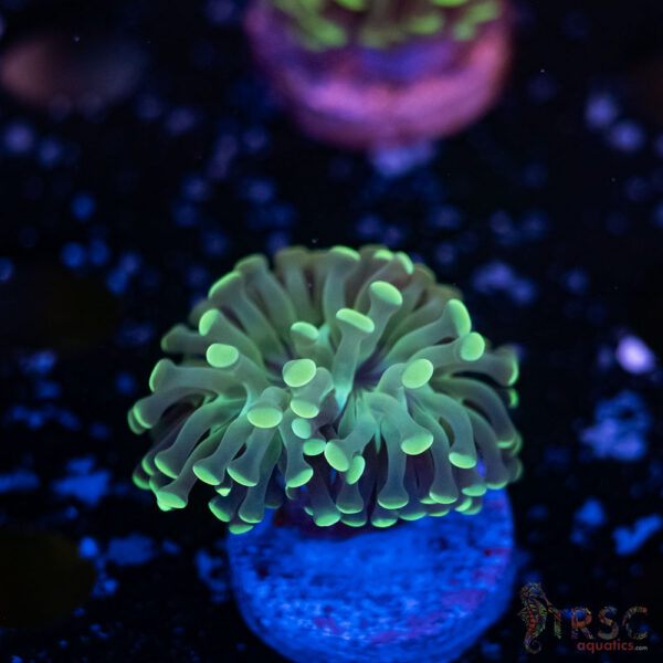 Teal Paarancora Hammer F08
