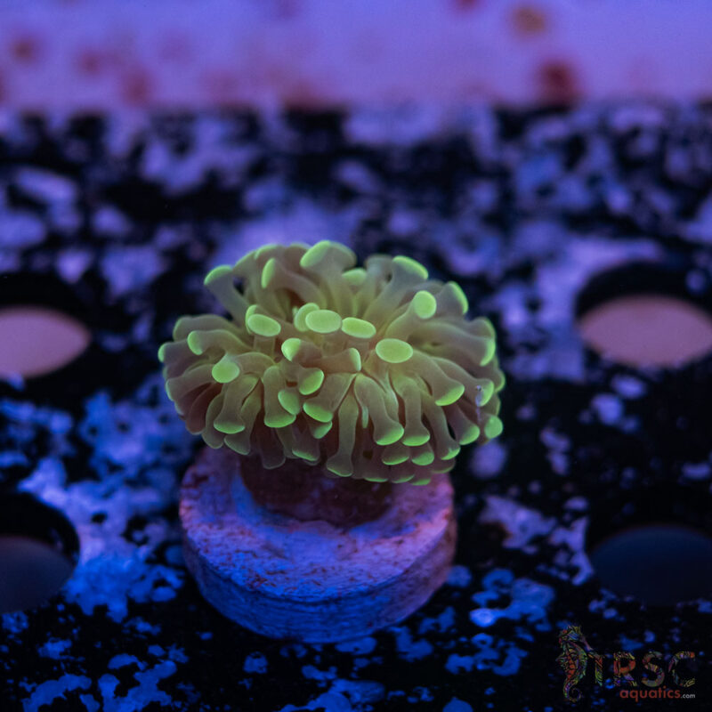TRSC Aquatics