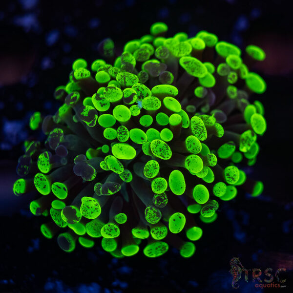 Neon Green Splatter Paarancora Hammer G01