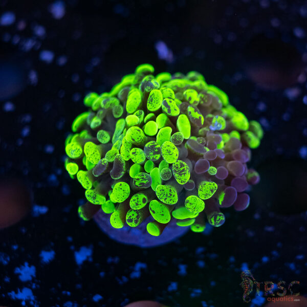 Neon Green Splatter Paarancora Hammer G02