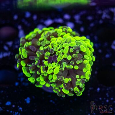 Neon Green Splatter Paarancora Hammer G03