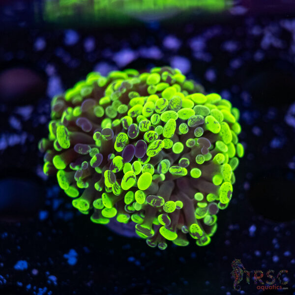 Neon Green Splatter Paarancora Hammer G03