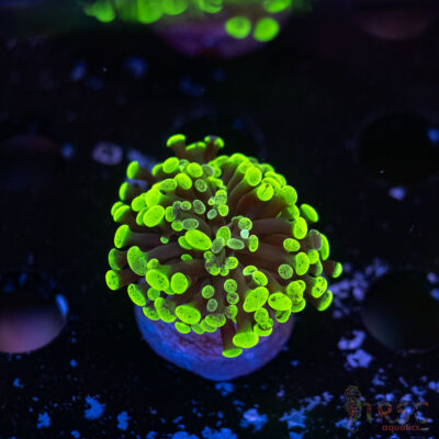 Neon Green Splatter Paarancora Hammer G04