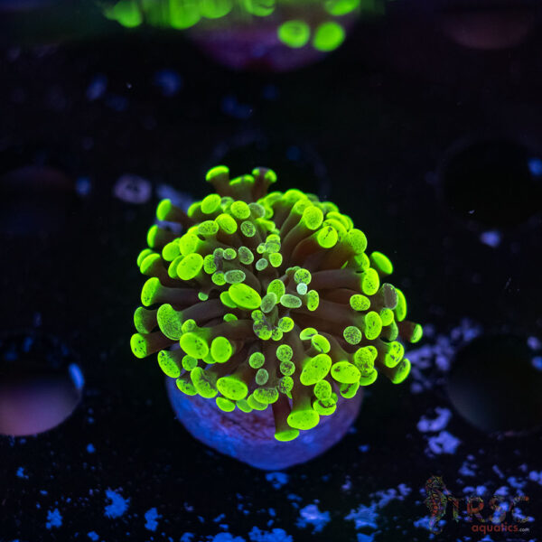 Neon Green Splatter Paarancora Hammer G04