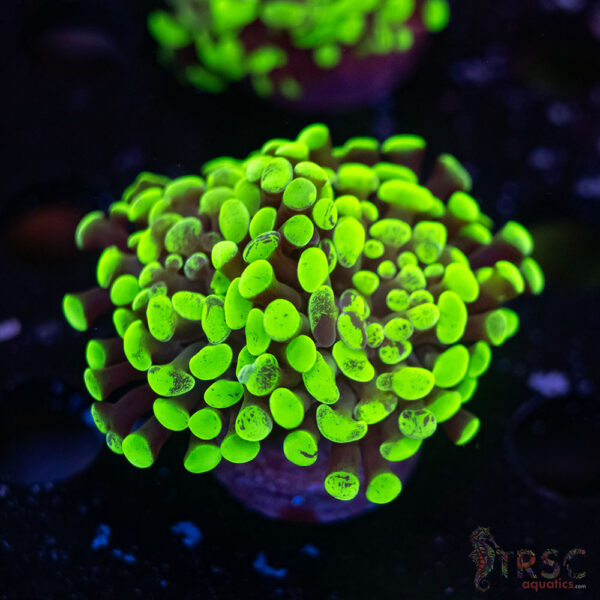 Neon Green Splatter Paarancora Hammer G05