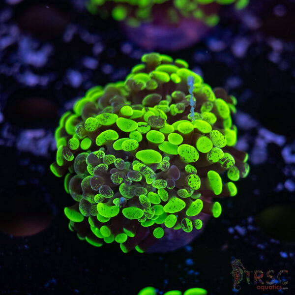Neon Green Splatter Paarancora Hammer G06