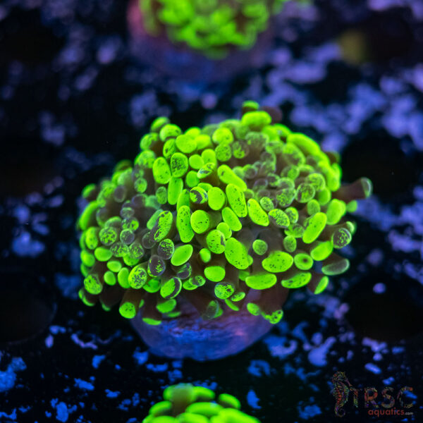 Neon Green Splatter Paarancora Hammer G07