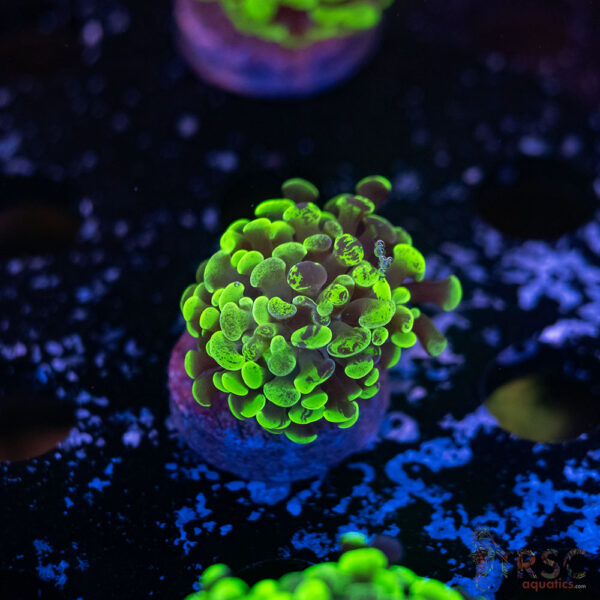 Neon Green Splatter Paarancora Hammer G08