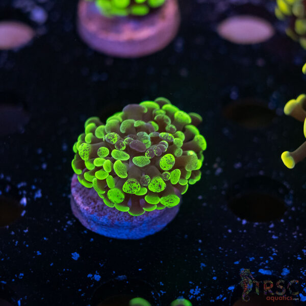 Neon Green Splatter Paarancora Hammer G09