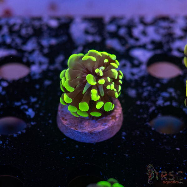 Neon Green Splatter Paarancora Hammer G10