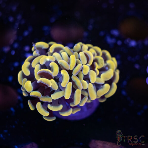 Gold Paarancora Hammer H02