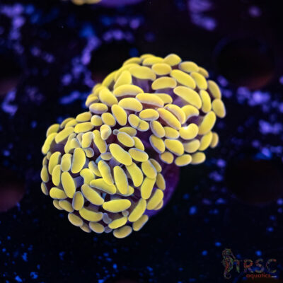 Gold Paarancora Hammer H03
