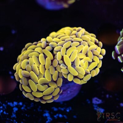 Gold Paarancora Hammer H04