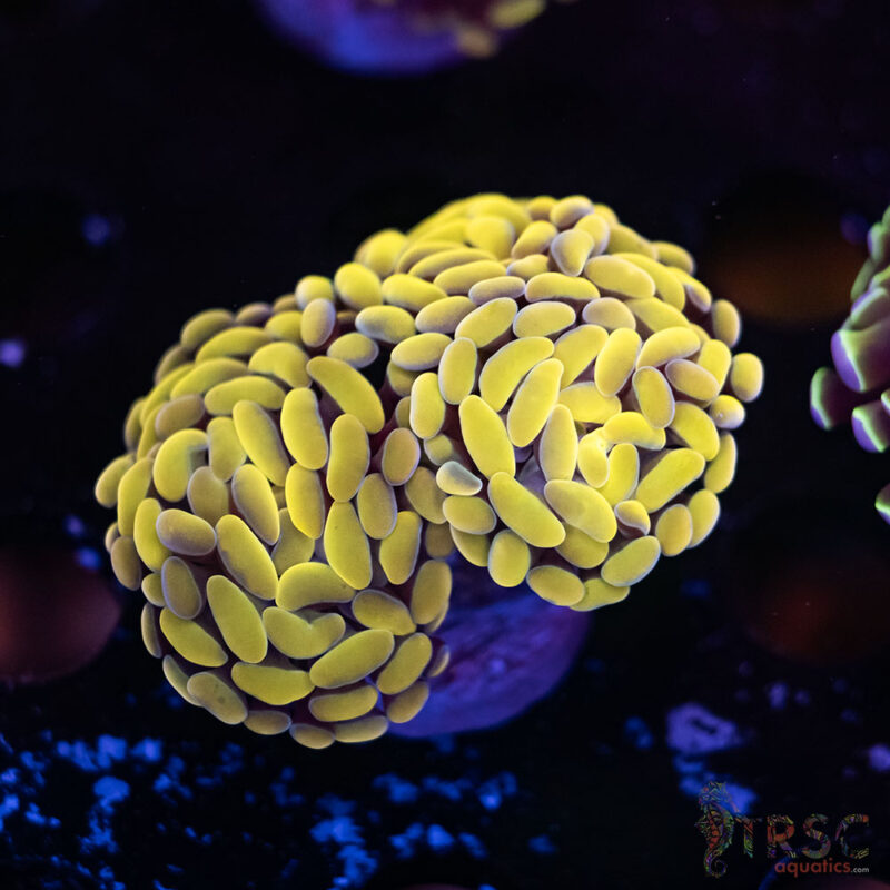 TRSC Aquatics