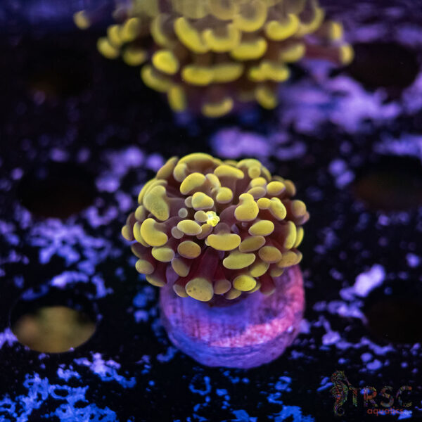 Gold Paarancora Hammer H08