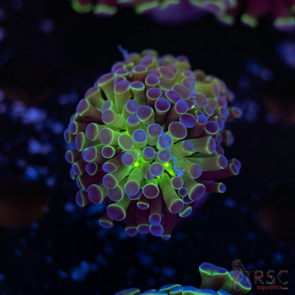 Hologram Paarancora Hammer I03