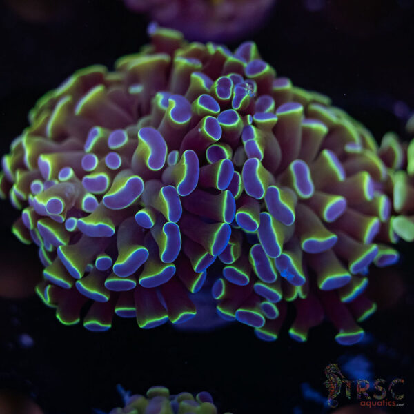 Hologram Paarancora Hammer I04