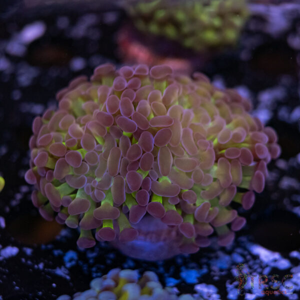 Purple Tip Paarancora Hammer I07
