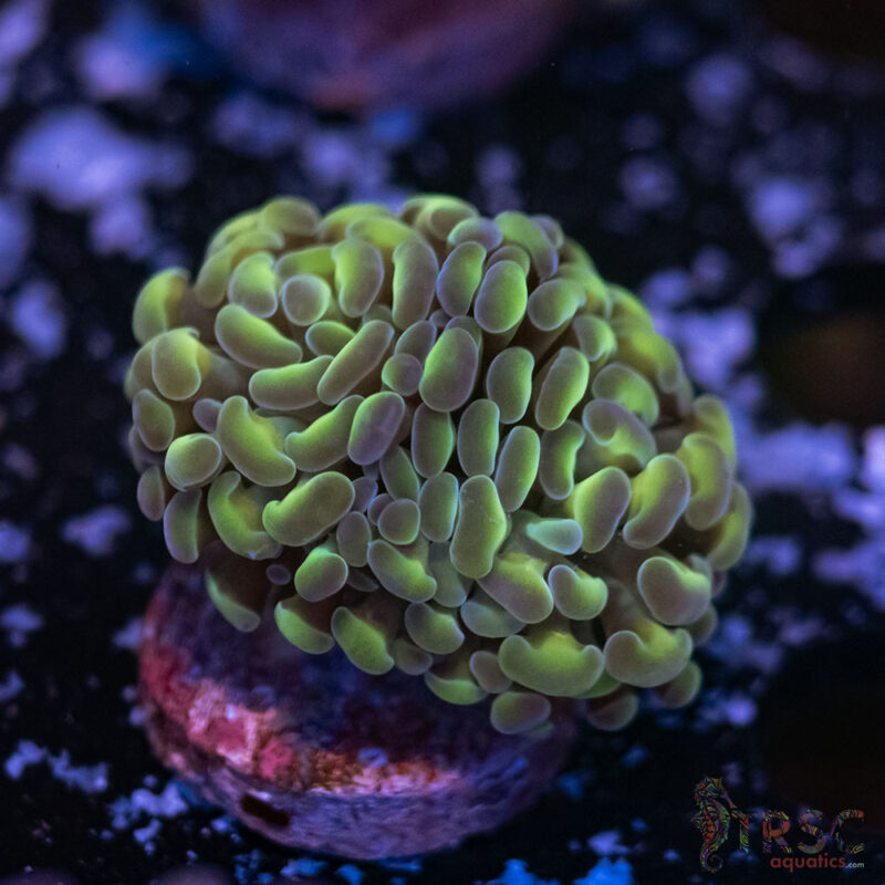 TRSC Aquatics