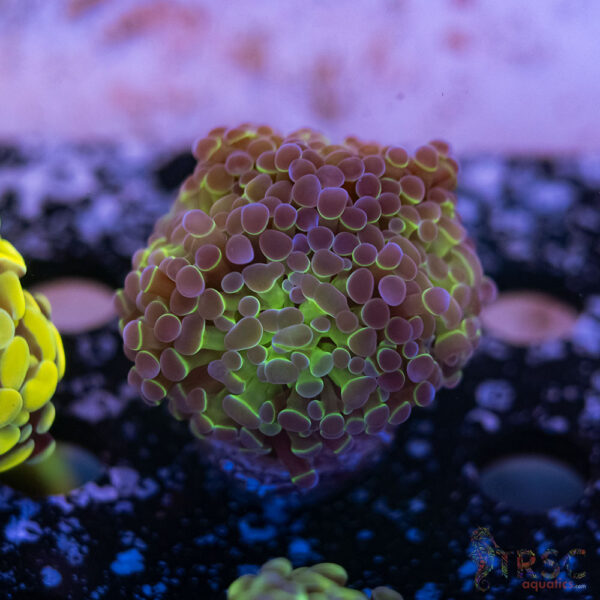 Purple Tip Paarancora Hammer I10