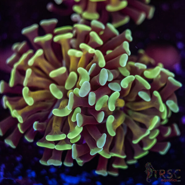 Orange Stem Paarancora Hammer J01