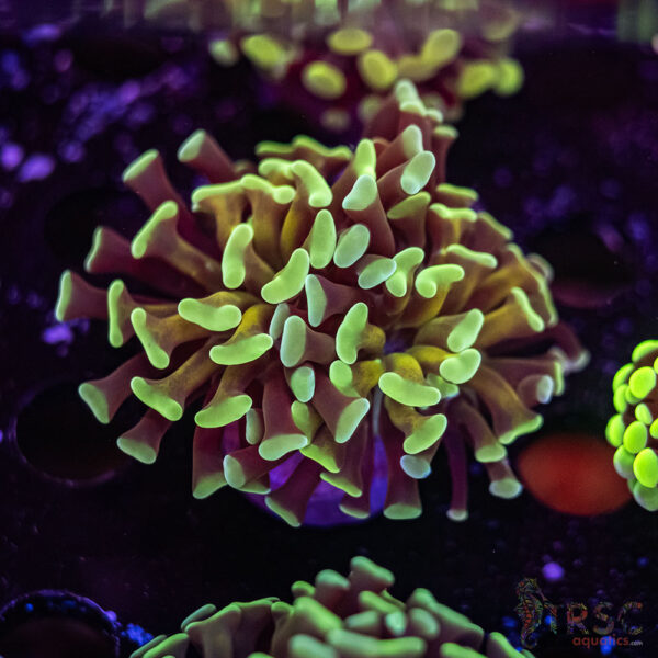 Orange Stem Paarancora Hammer J05