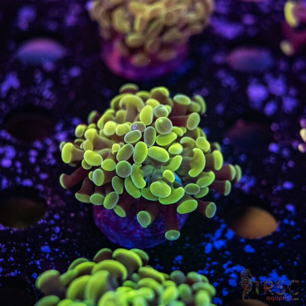 Fools Gold  Paarancora Hammer J09