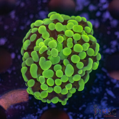 Green Paarancora Hammer K01