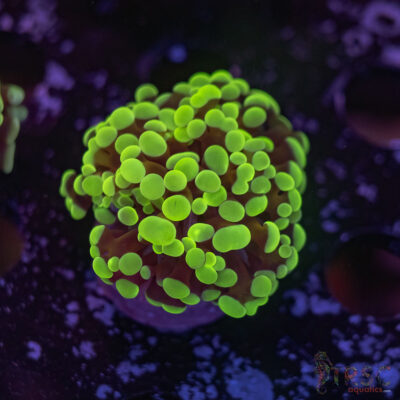 Green Paarancora Hammer K03